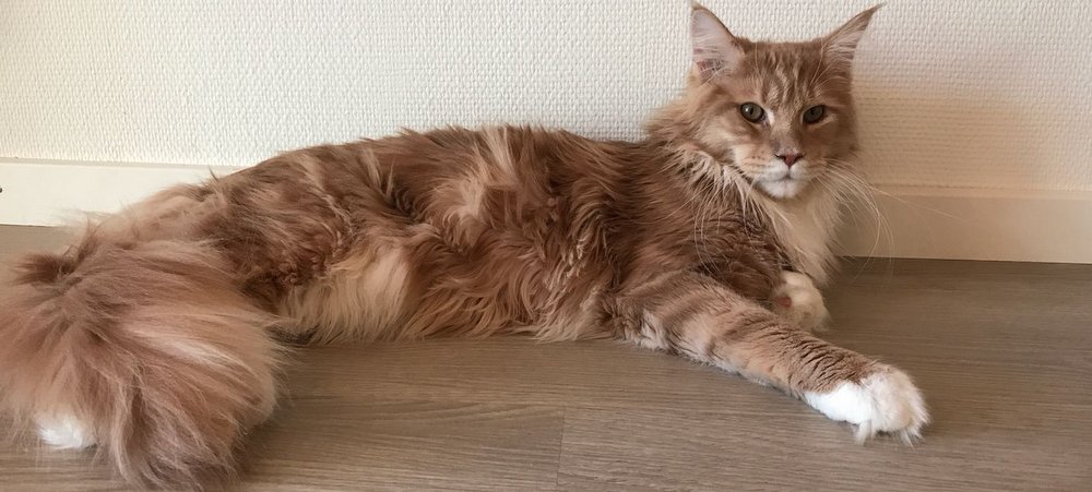 Einabau von Katzenschleusen